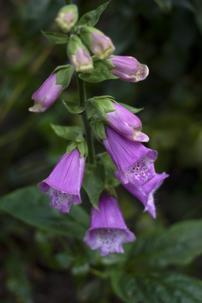 Les Fées et leurs Plantes Favorites Les Portes du Sidh