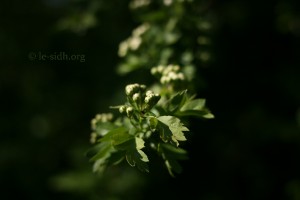 aubépine-boutons-de-fleurs