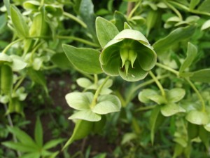 hellebores-fétides