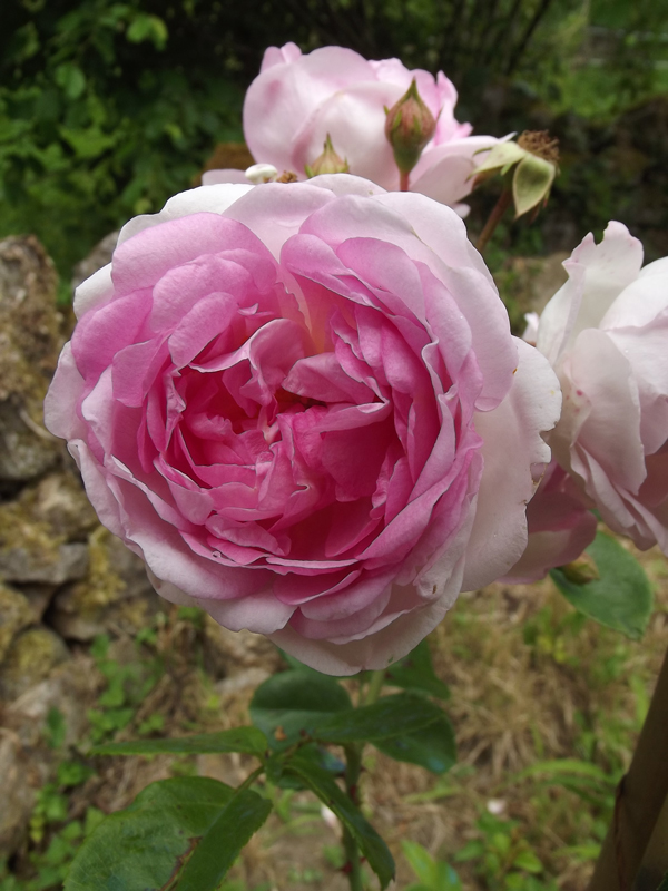 Rose de notre jardin. Photo : Lune